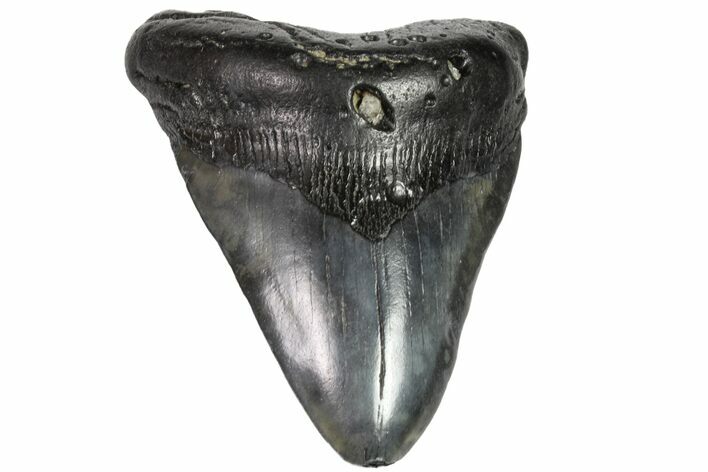 Bargain, Fossil Megalodon Tooth - Georgia #151517